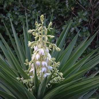 Choisir un yucca