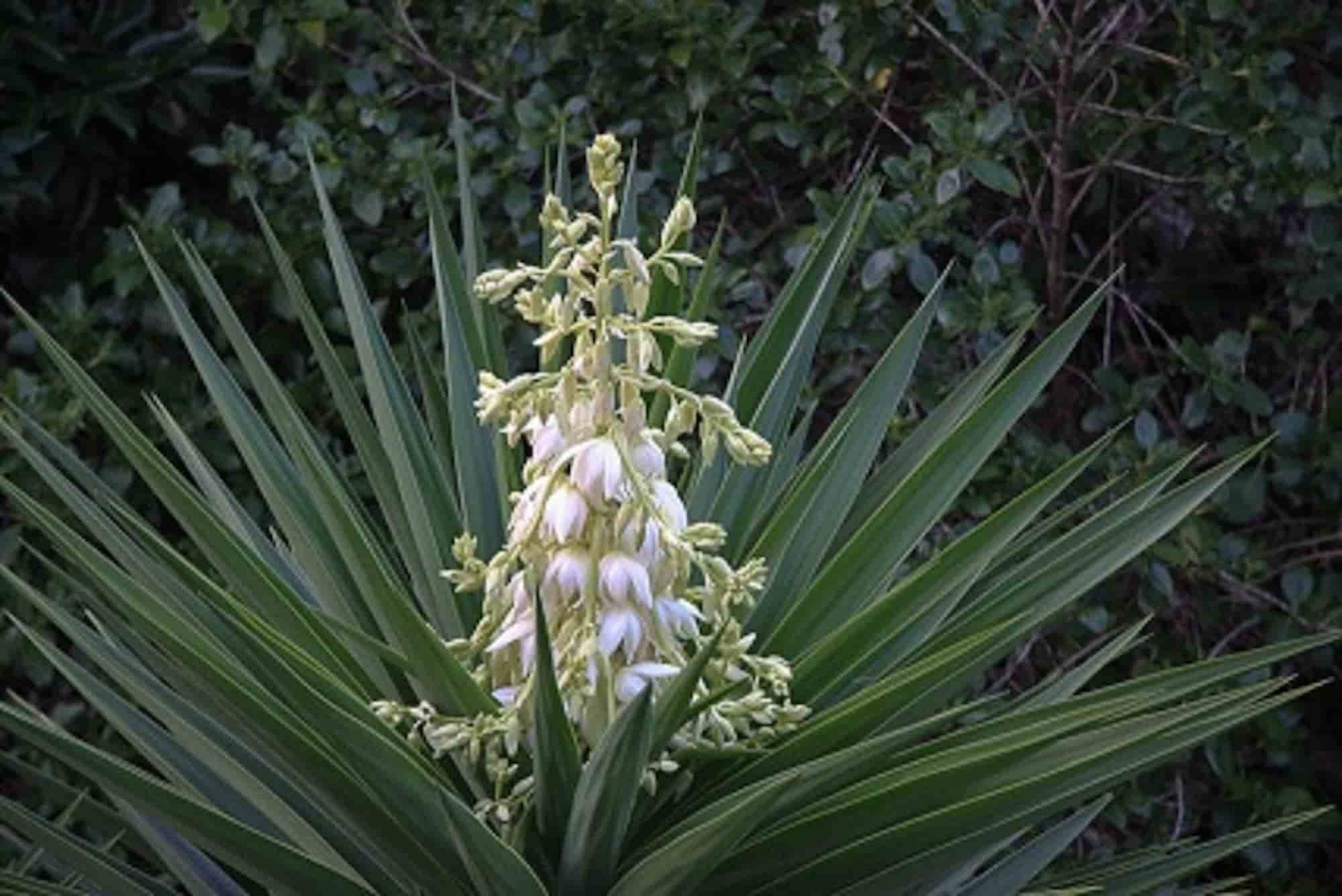 Choisir un Yucca - Promesse de Fleurs