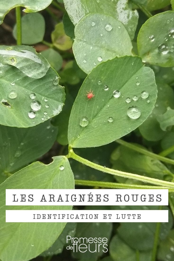 Araignée rouge : identification et traitement - Promesse de Fleurs