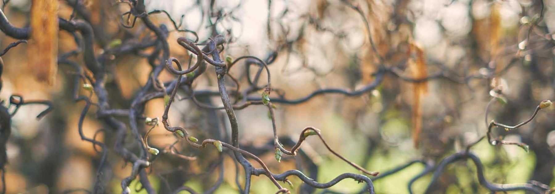 Les arbres et arbustes tortueux