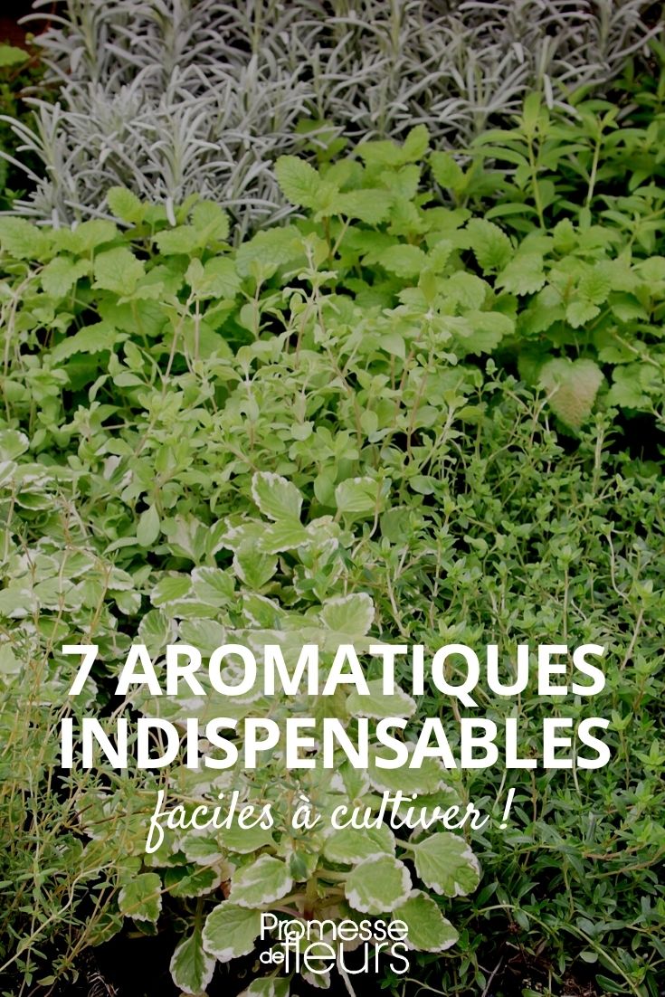 7 aromatiques indispensables