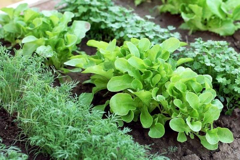 Culture de l'aubergine : plantation, entretien et récolte - Terre Vivante