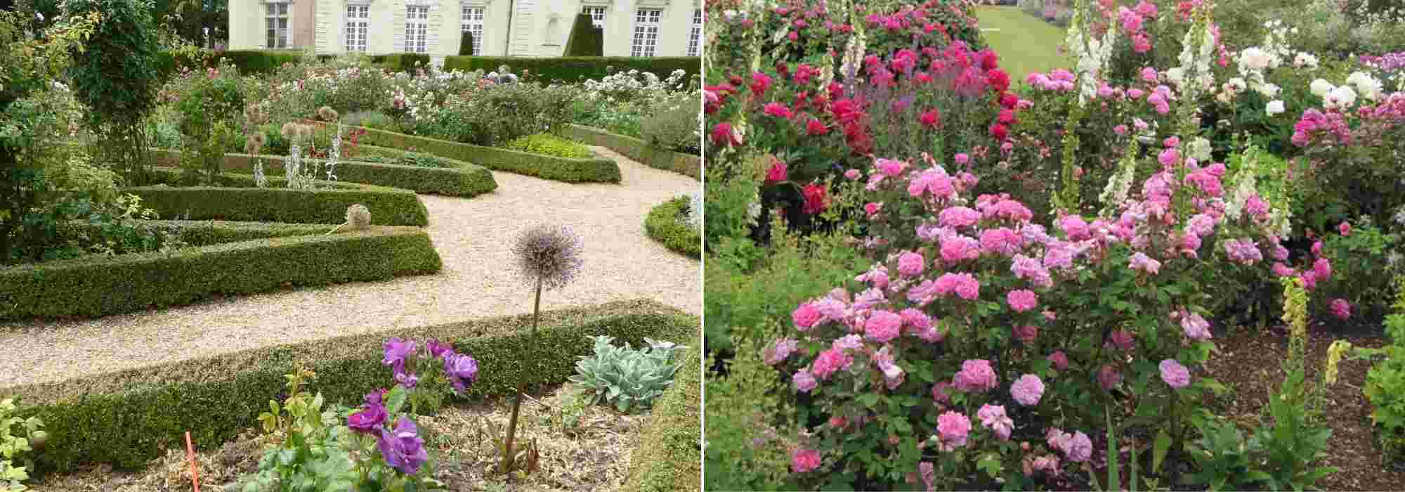 comment creer une roseraie ou un jardin de roses