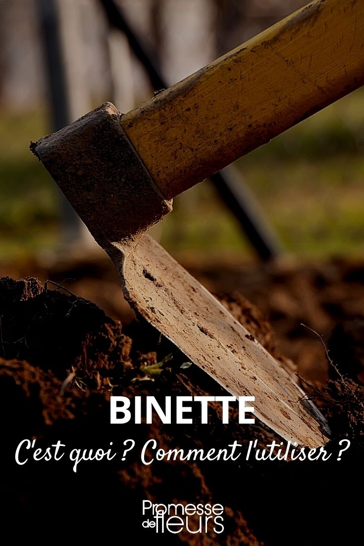 Binette : comment la choisir ? - Promesse de Fleurs