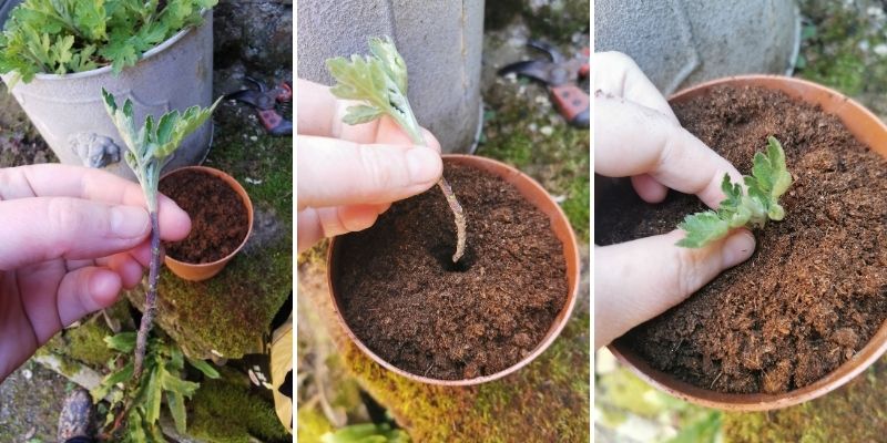 Tutoriel : bouturer un chrysanthème