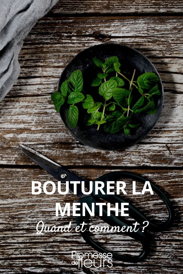 Quand et comment bouturer la menthe