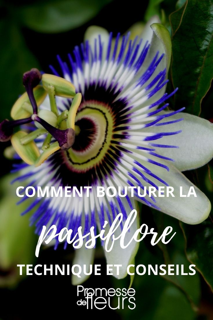 Tutoriel : bouture de passiflore