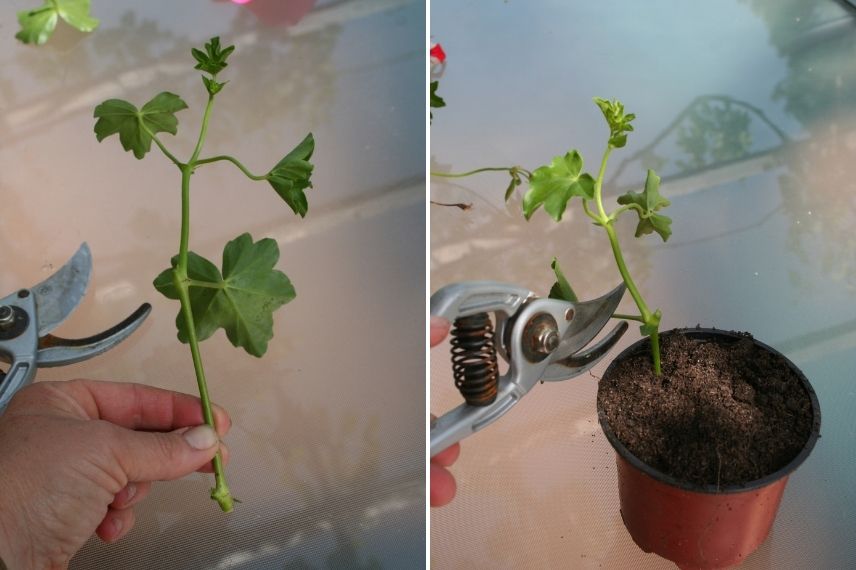 bouturer un pelargonium