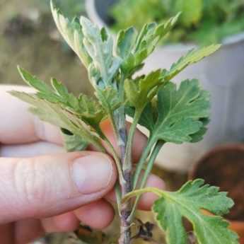 Comment bouturer un chrysanthème ? Notre tutoriel illustré !