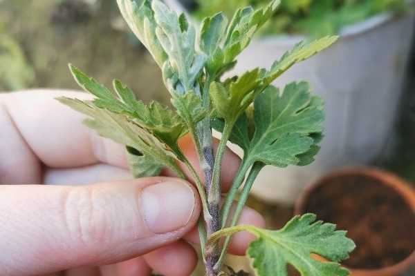 Comment bouturer un chrysanthème ? Notre tutoriel illustré !