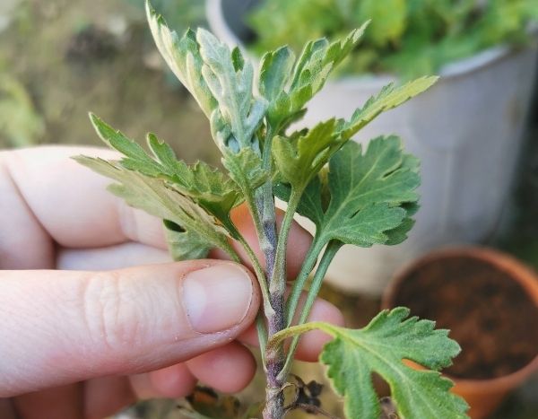 Comment bouturer un chrysanthème ? Notre tutoriel illustré !