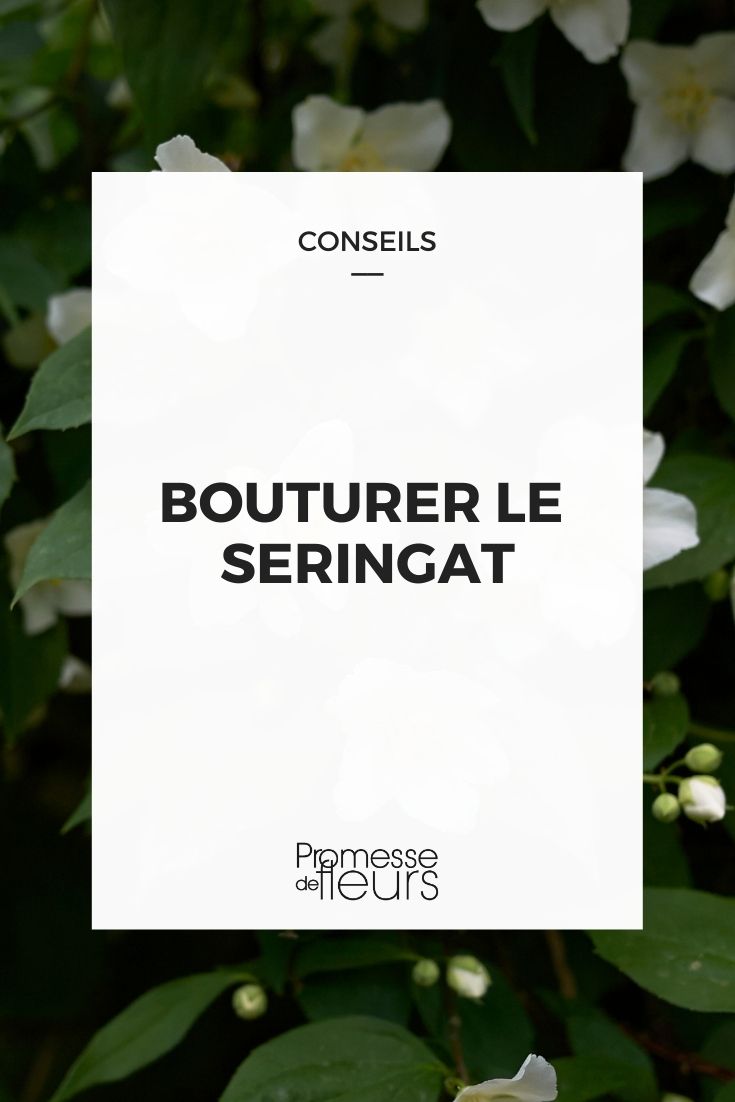 bouturer le seringat