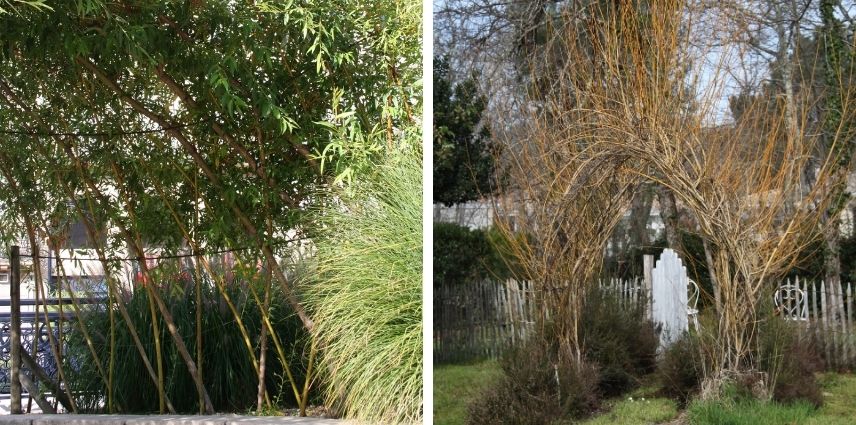 Deux exemples de tressage de cabanes végétales en Salix