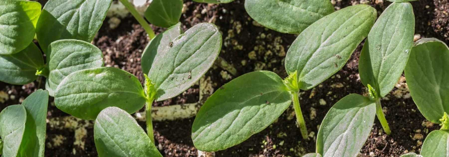 Le calendrier potager - Avril