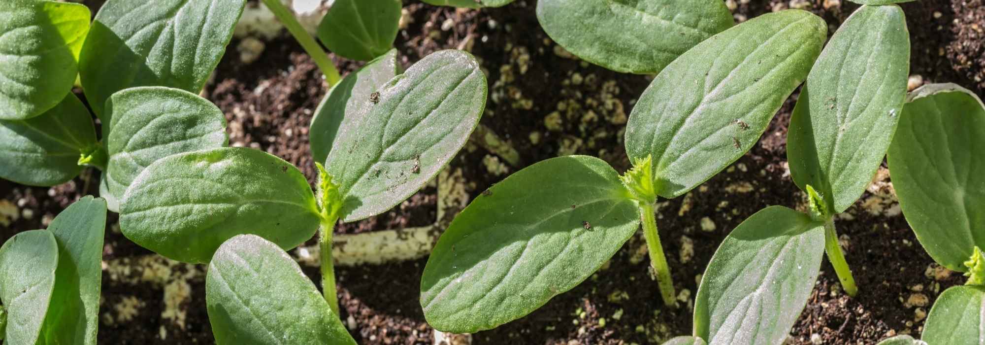 Le calendrier potager - Avril