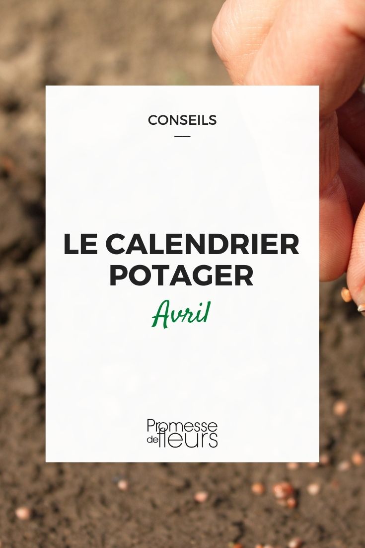 calendrier potager avril