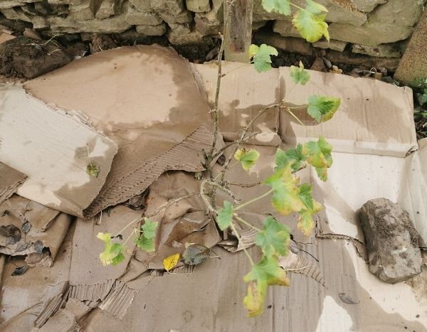 Que faire du carton au jardin ?