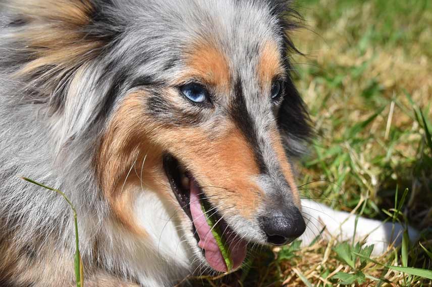 Chien qui mange de l'herbe