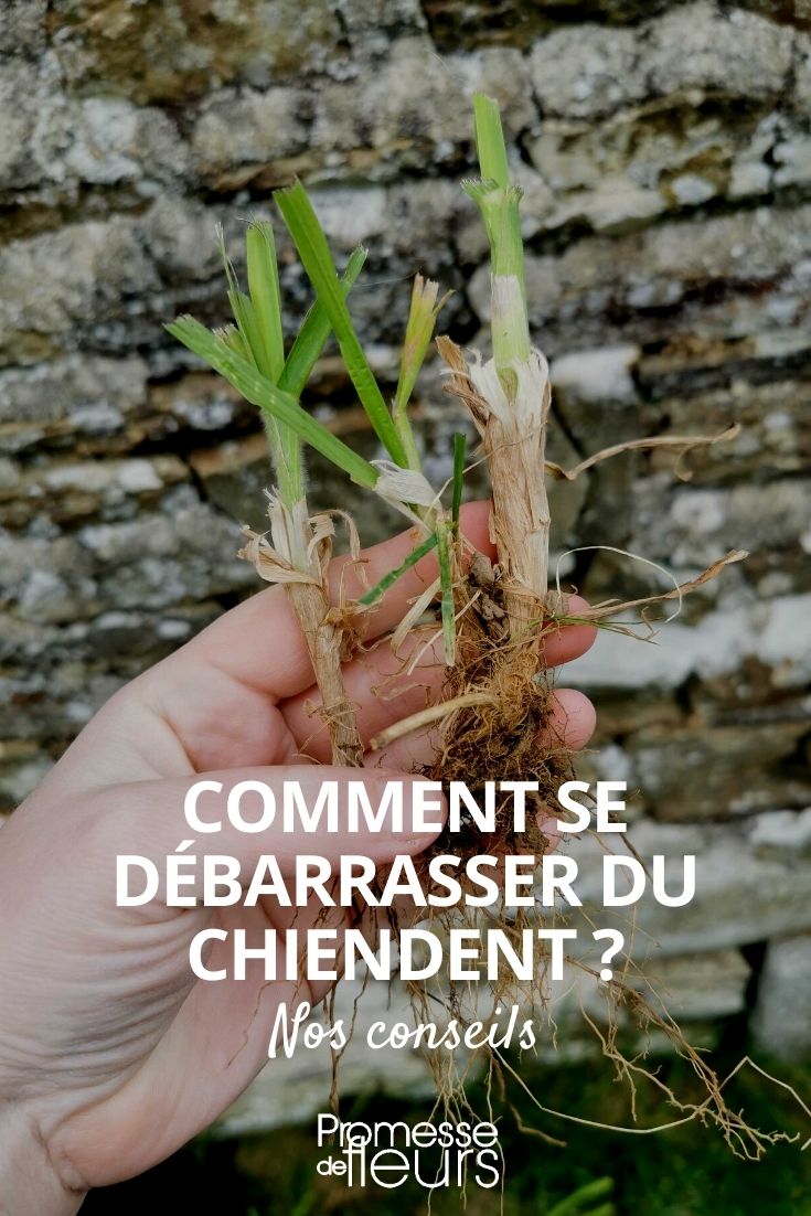 Se débarrasser du chiendent