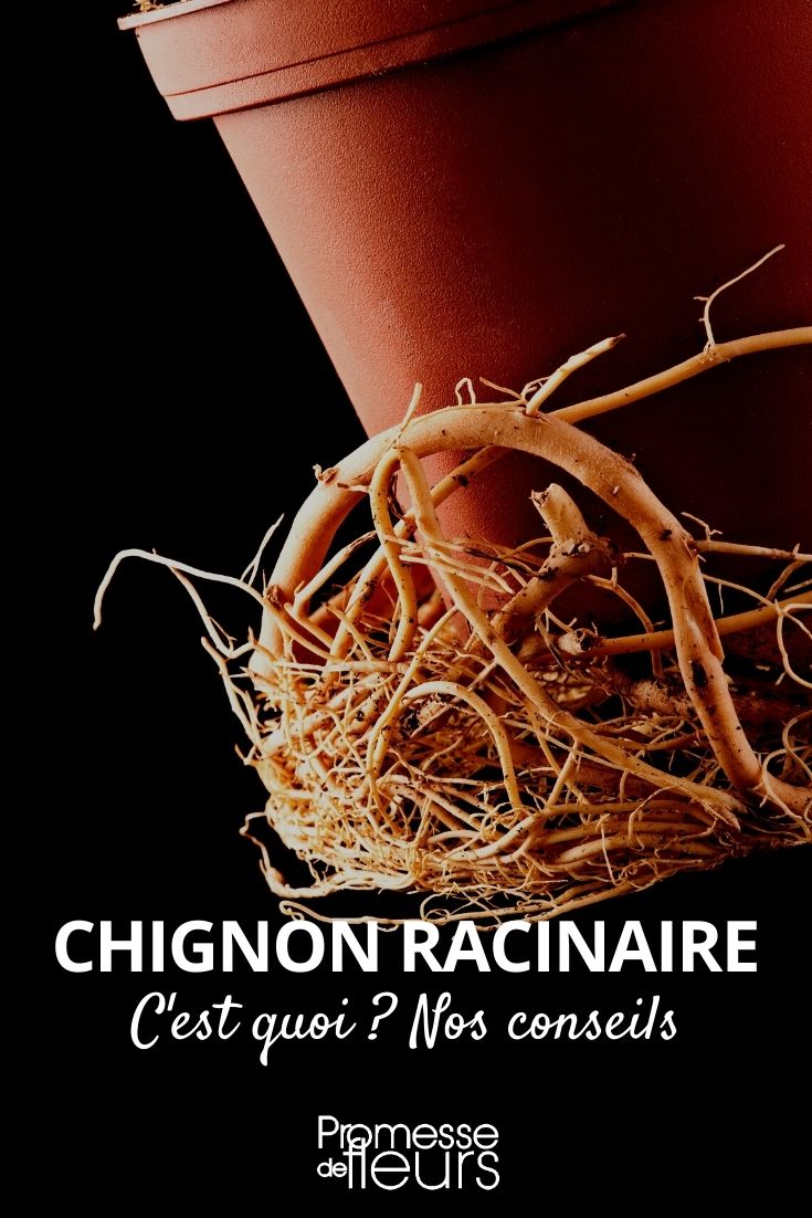 chignon racinaire