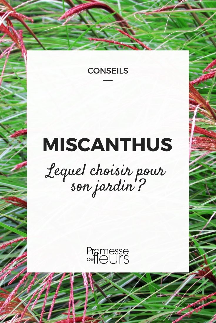 Miscanthus : guide d'achat