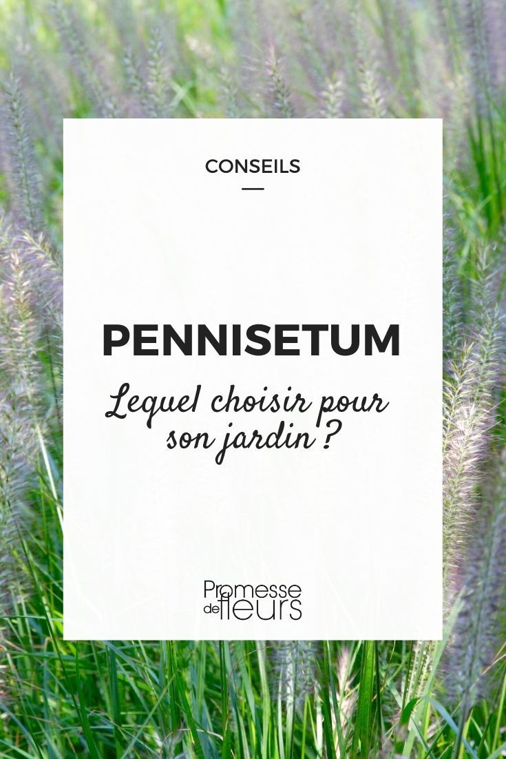 Pennisetum : guide d'achat