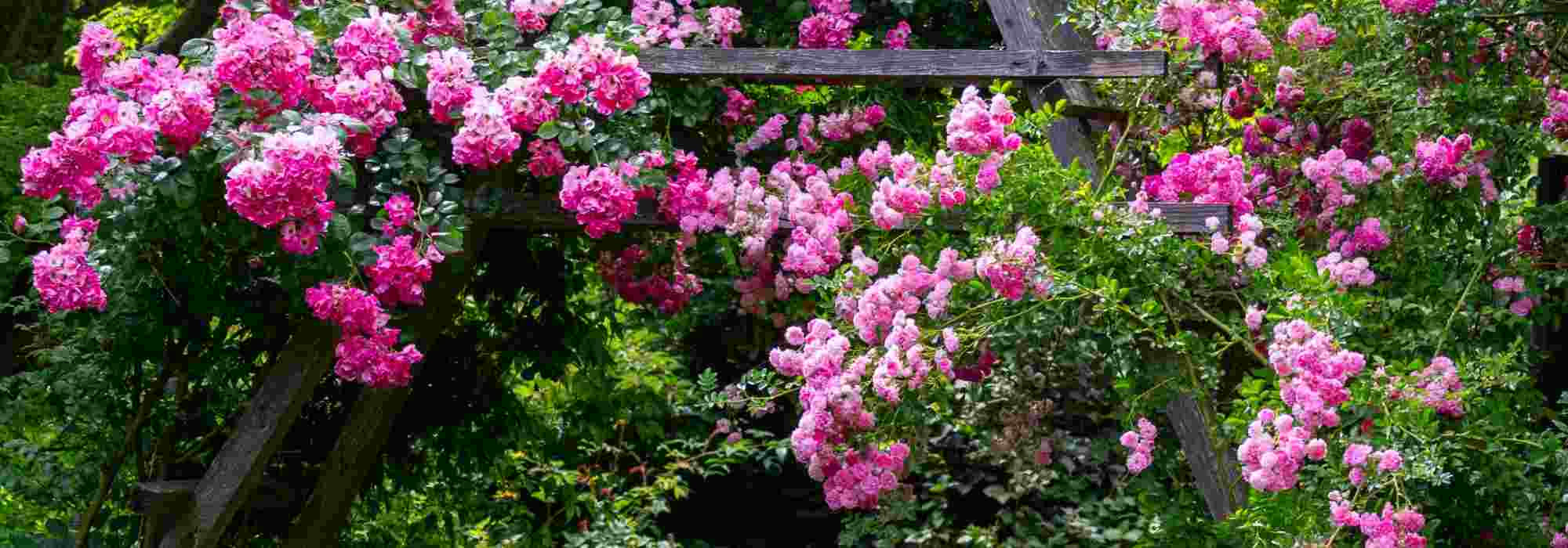 Comment créer une roseraie ou un jardin de roses ?
