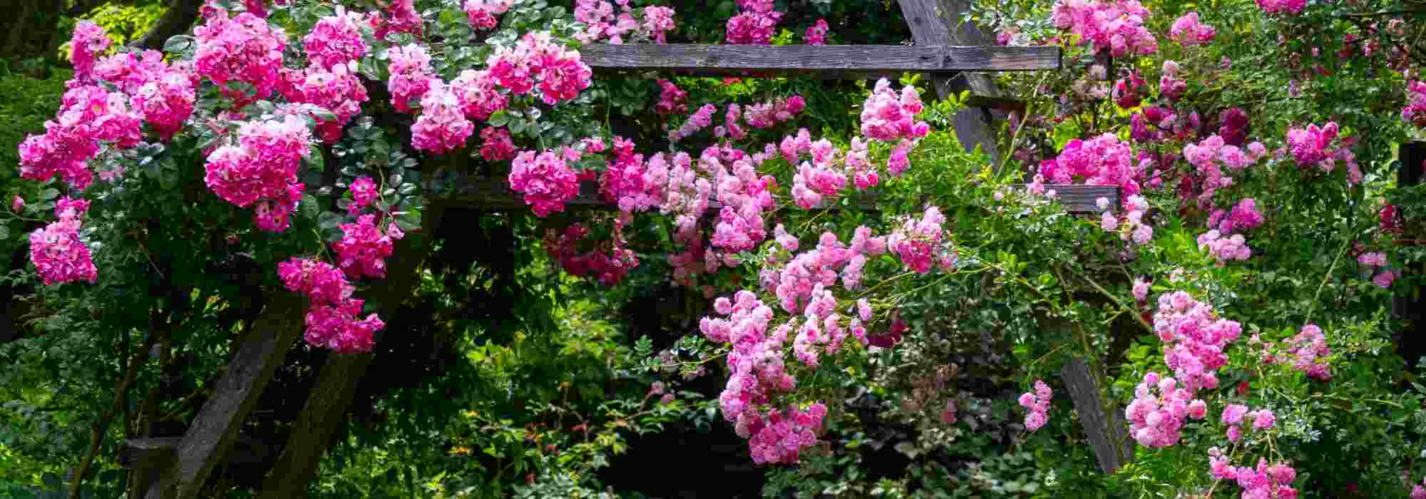 Un Beau Jardin Avec Des Géraniums, Des Roses, Des Haies Et Une