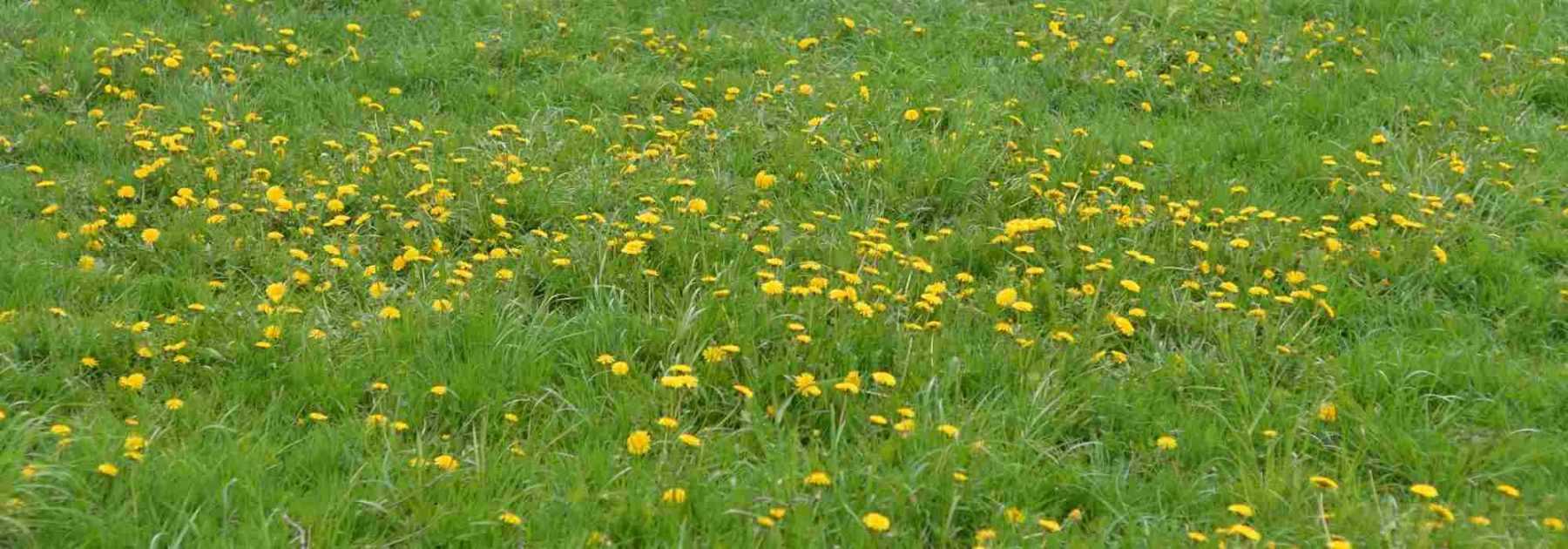 Comment se débarrasser des pissenlits dans la pelouse ?