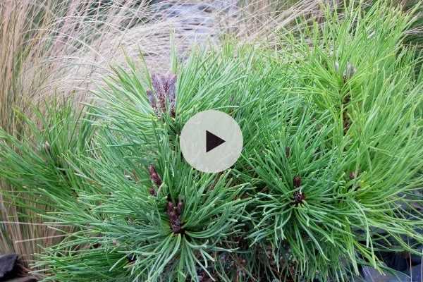 Les conifères nains pour petits jardins !