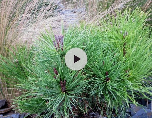 Les conifères nains pour petits jardins !