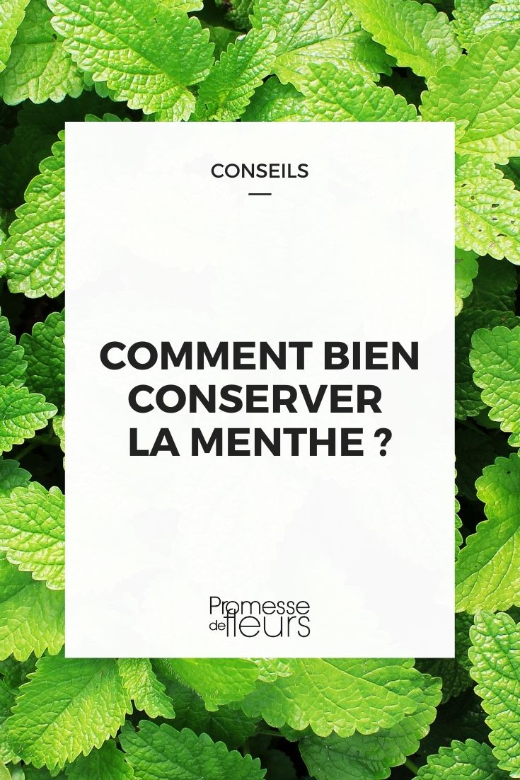 conserver la menthe