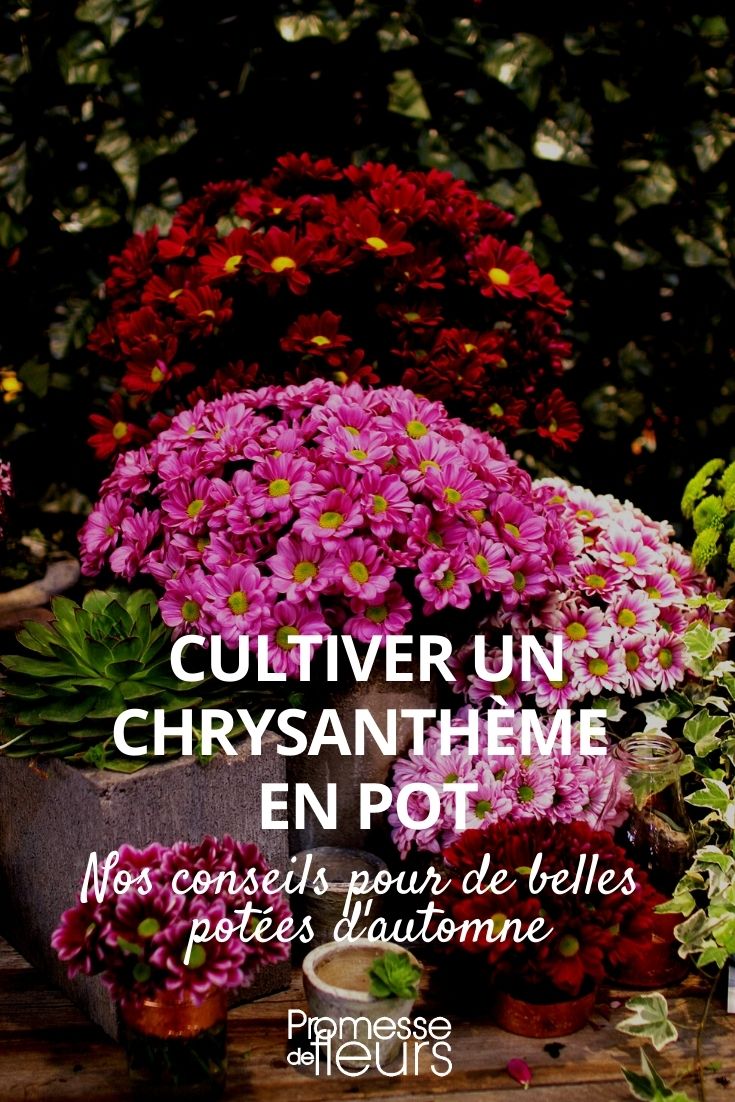 chrysanthème en pot