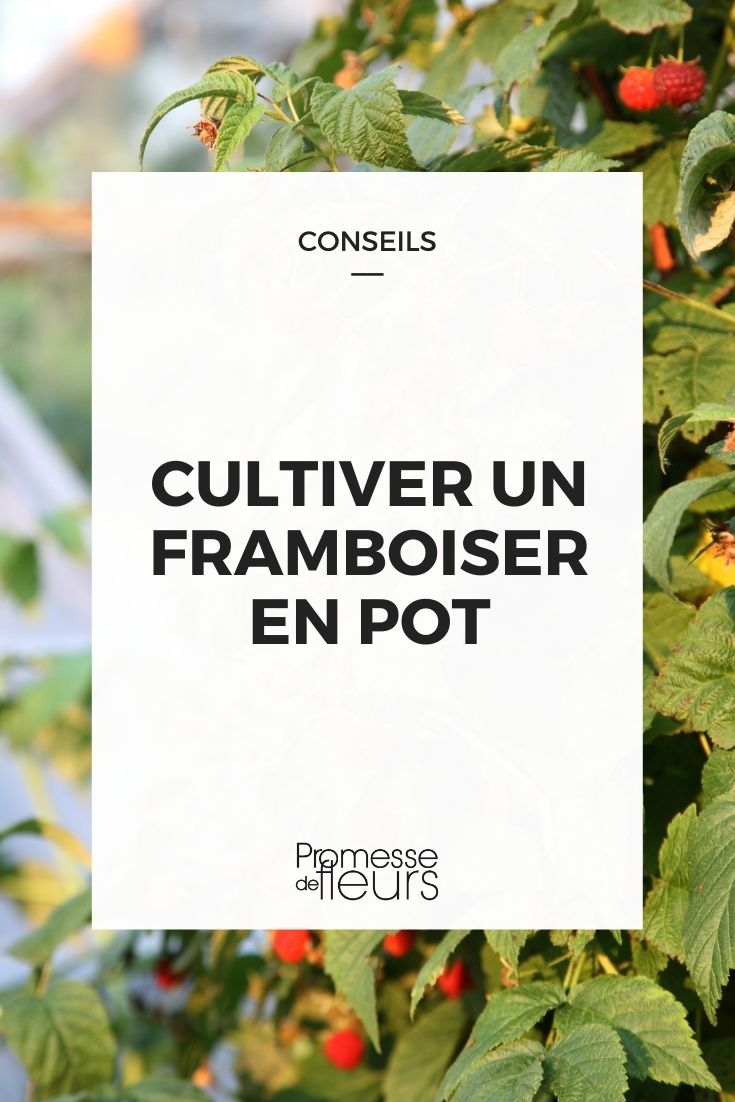 cultiver un framboisier en pot