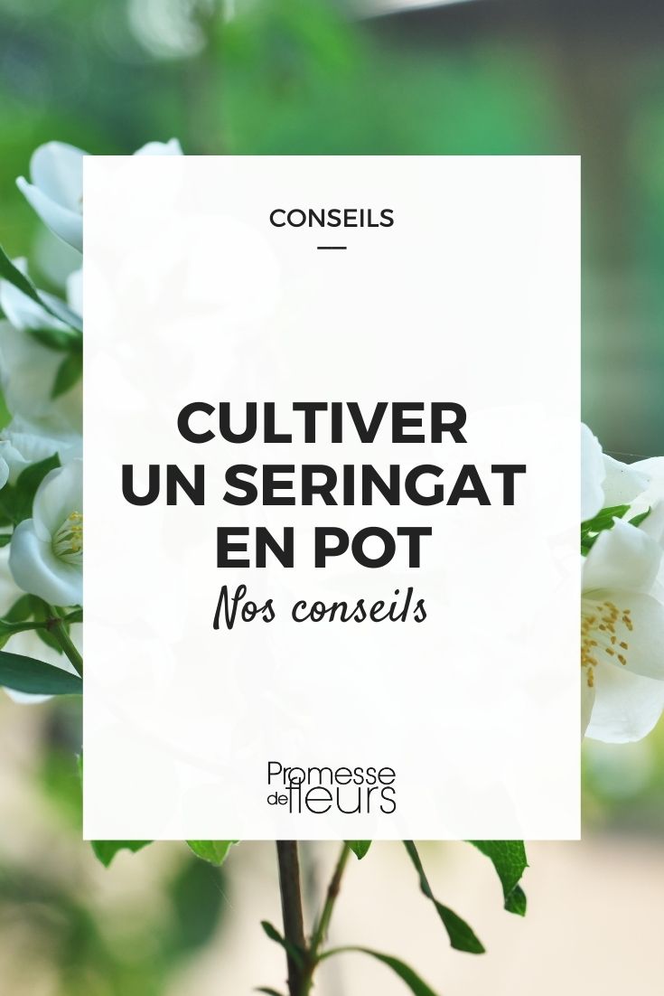 cultiver un seringat en pot