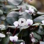 Le Cyclamen coum : des fleurs en hiver !