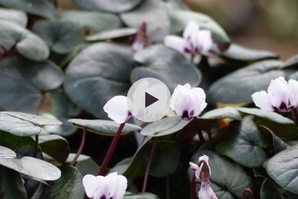 Le Cyclamen coum : des fleurs en hiver !