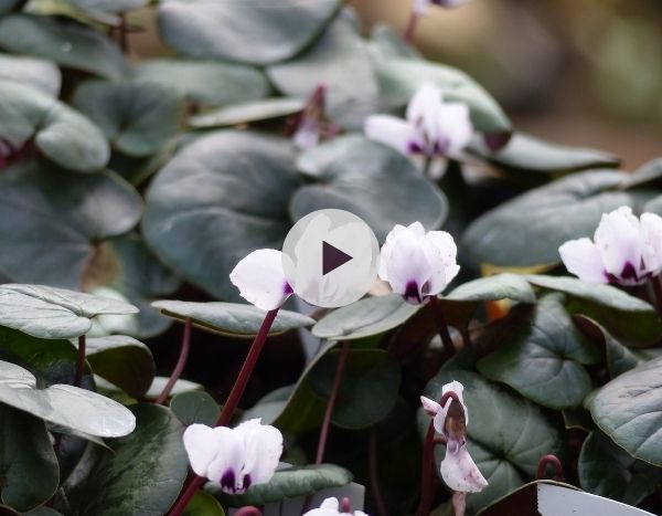 Le Cyclamen coum : des fleurs en hiver !