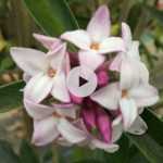 Daphne 'Spring Beauty' : un parfum inoubliable !