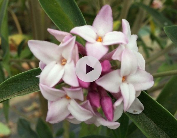 Daphne 'Spring Beauty' : un parfum inoubliable !