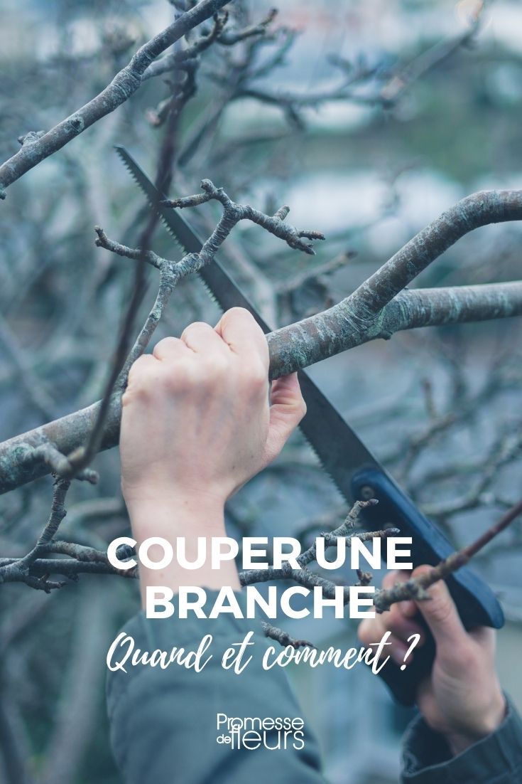 elaguer, couper une grosse branche d'arbre