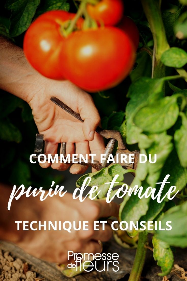 tutoriel : comment faire du purin de tomate