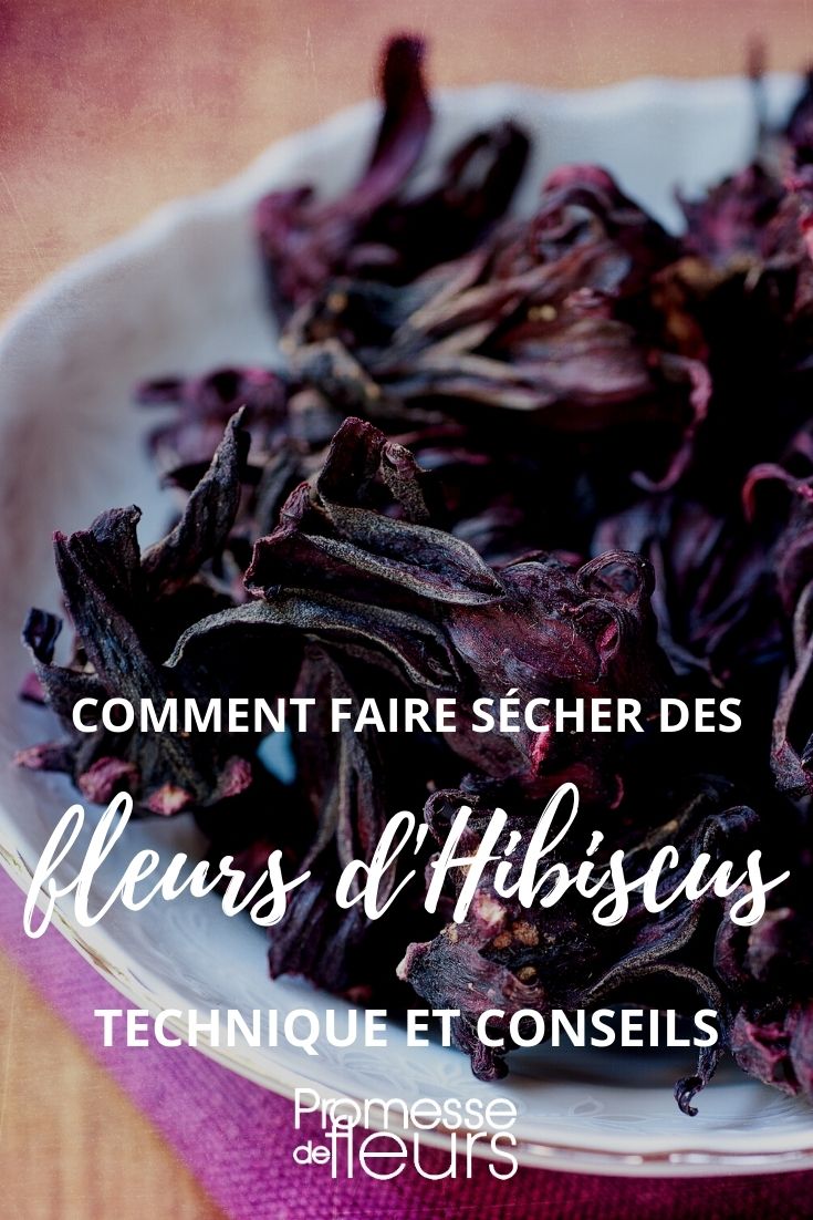 comment faire sécher des fleurs d'hibiscus-tutoriel