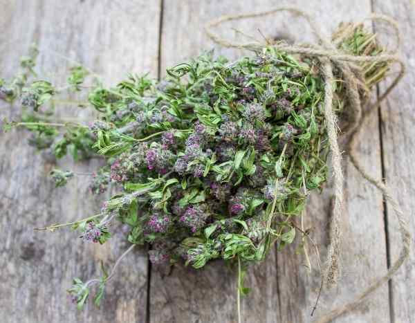 Le thym commun pour aromatiser et se soigner - Plantes Sauvages Comestibles