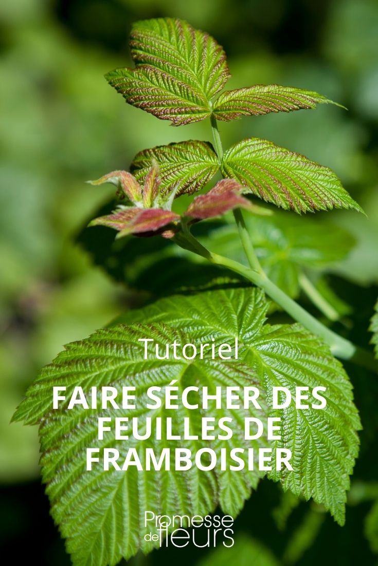 Comment faire sécher les feuilles de cassis ? - Promesse de Fleurs