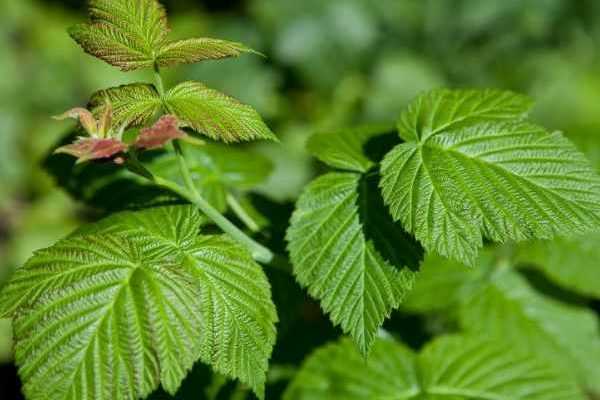 Comment faire sécher les feuilles de framboisier ?