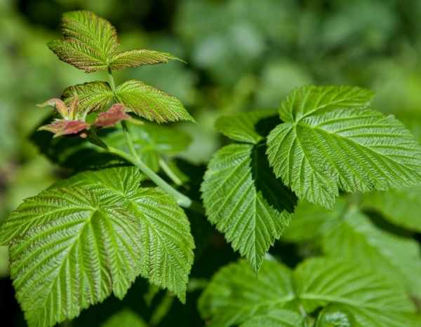 Feuilles de framboisier