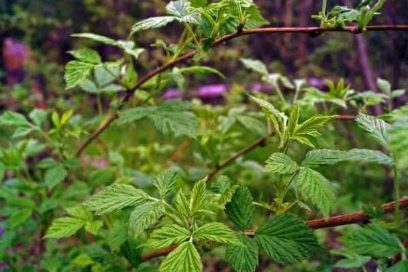 Quand commencer la tisane de feuille de framboisier ?