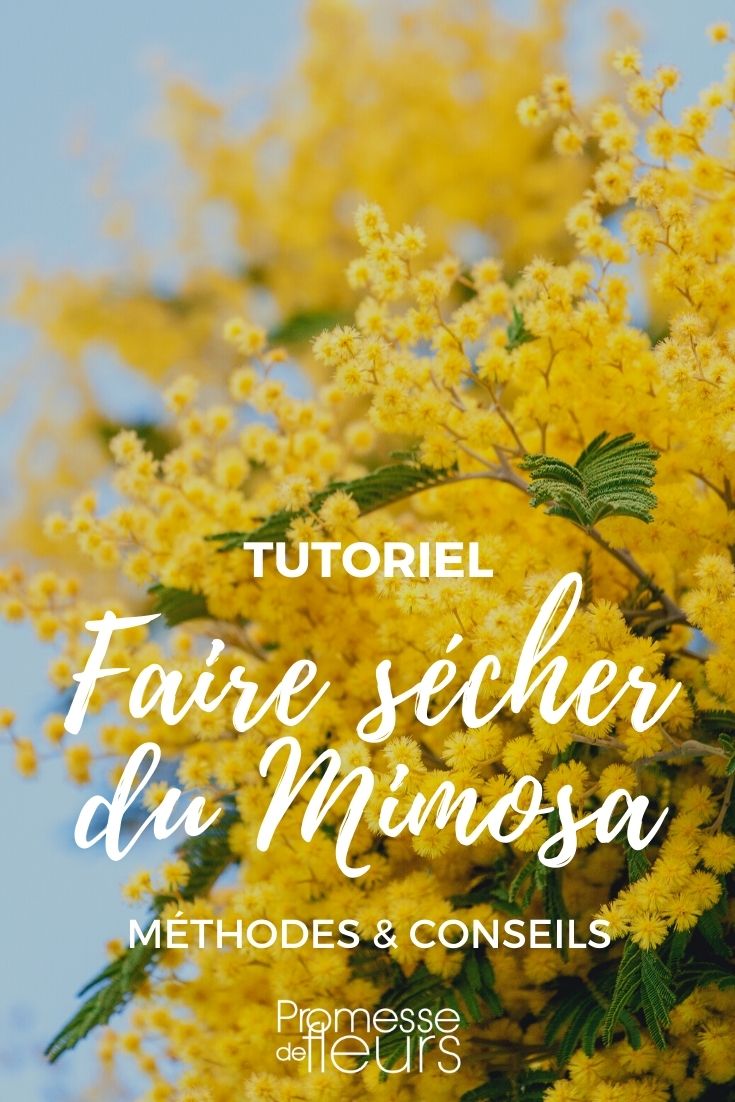 comment faire sécher des fleurs de mimosa ?