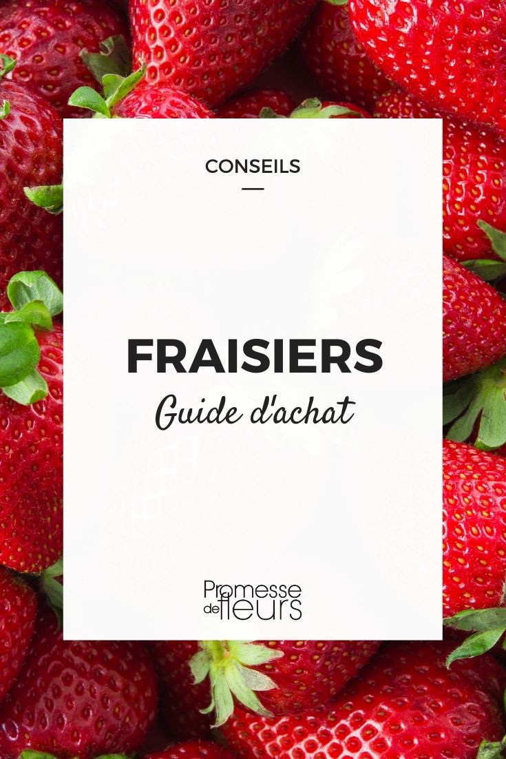 fraises guide d'achat